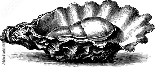 Vintage botanical oyster shell engraving - natural specimen study for art and design