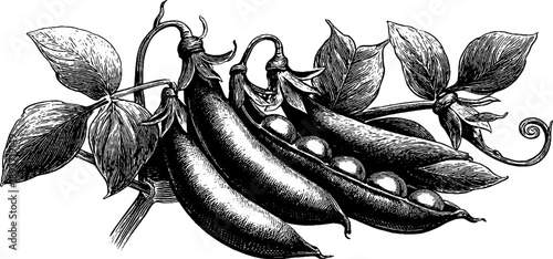 Vintage botanical engraving of pea pods and leaves - 19th century design for art and print