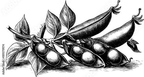 19th century vintage botanical engraving of pea pods
