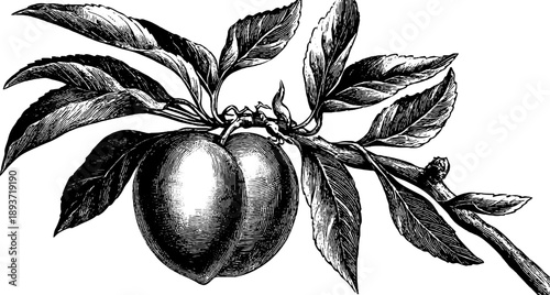 Vintage peach stone and seed botanical engraving illustration for retro design