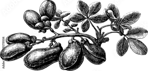 Vintage botanical sketch of peanut plant with underground pods for nature-themed designs
