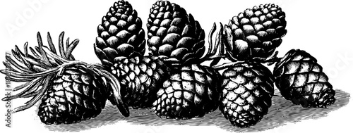 Vintage pine cone botanical study sketch for nature enthusiasts and retro design