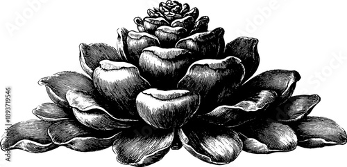 Vintage botanical pine cone engraving from the 19th century for nature-inspired design