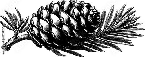 Vintage botanical engraving of a mature pine cone specimen from the 19th century