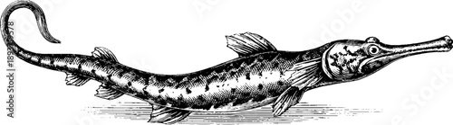 Vintage 19th century pipefish marine botanical engraving - perfect for retro design, art prints, and educational materials