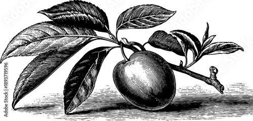 Vintage plum stone seed botanical illustration for design and education