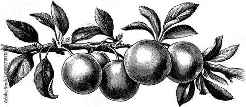Vintage botanical engraving of a plum tree branch with fruit - 19th century style art for design