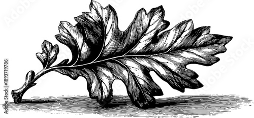 Poison oak leaf botanical study - vintage engraving for art and design