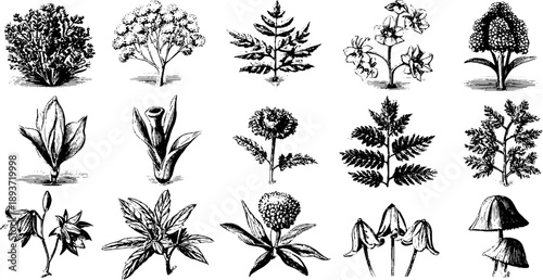 Poisonous plant identification guide with vintage botanical engravings for educational design