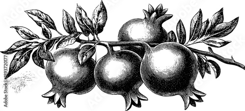 Vintage botanical illustration of pomegranate branch with ripe fruit for retro design use