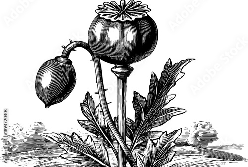 Vintage botanical engraving of dried poppy seed capsule - hand drawn retro sketch for design and decoration