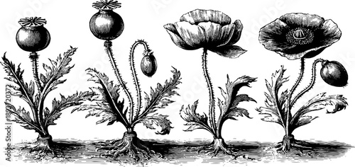 Vintage botanical engraving of poppy seed plant - agricultural crop illustration for design