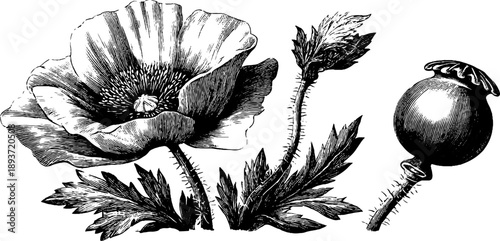 Vintage botanical engraving of poppy wildflower and seed pod for design use