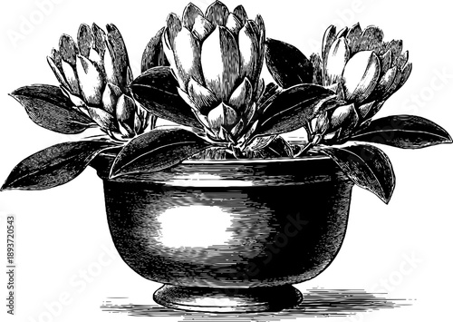 Antique porcelain bowl with botanical design in 19th century engraving style