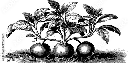 Vintage botanical sketch of potato plant with tubers from 19th century for design and educational use