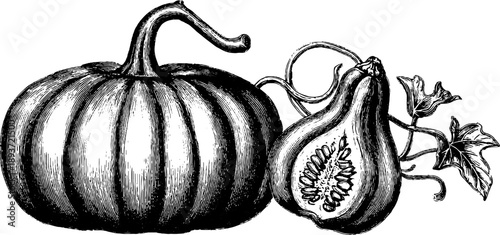 Intricate 19th century botanical engraving of pumpkin seed cross section