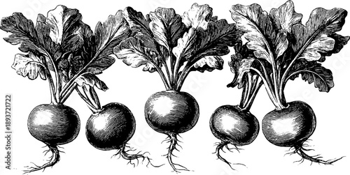 Vintage botanical study of radish root with classic 19th century engraving aesthetic
