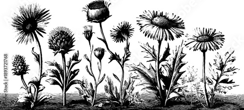 Vintage botanical illustration of ragwort meadow flowers for design and decor