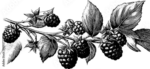 Vintage botanical engraving of raspberry branch with fruit - 19th century style design