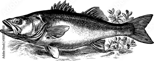 Vintage 19th century engraving of ray fish dorsal view for botanical design