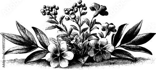 Vintage botanical floral design with intricate detail for decor