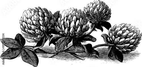 Red clover wildflower vintage botanical spring design for posters and cards