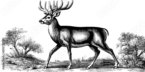 Vintage botanical engraving of roe deer in woodland setting - hand drawn 19th century style