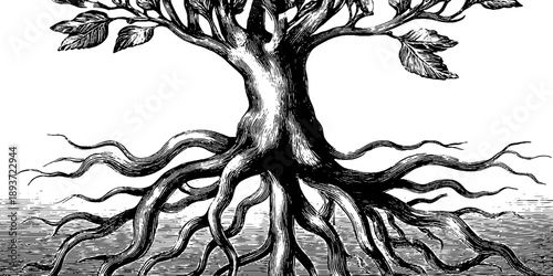 Vintage botanical engraving of tree with detailed roots and foliage