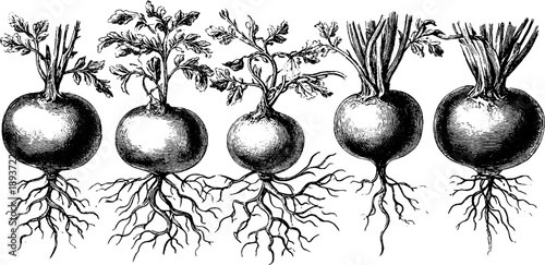 Root nodules nitrogen fixation study with vintage botanical engraving
