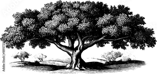 Vintage botanical engraving of rubber tree with latex crop from 19th century