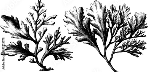 19th century botanical study of sargassum seaweed in vintage engraving style