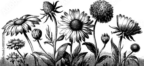 Vintage botanical bouquet sketch for scientific reference and botanical design