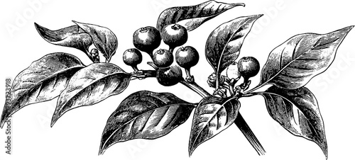 Vintage botanical engraving of scientific chart with plant measurements for design and study