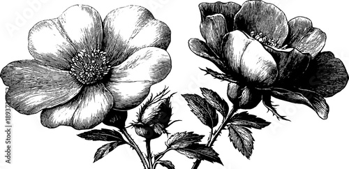 Vintage botanical engraving of scientific floral chart for design and study