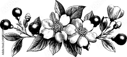 Vintage botanical engraving of flowers and leaves for scientific reference