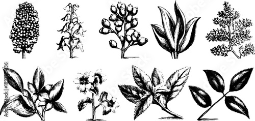 Vintage botanical engravings: scientific reference plate for design and study