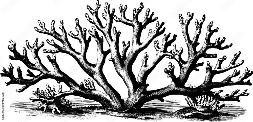 Fototapeta premium Vintage sea fan coral botanical engraving from the 19th century for design and decor