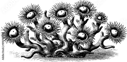 Vintage botanical engraving of sea anemone specimen from the 19th century