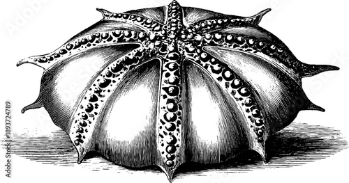 Vintage botanical study of 19th century sea urchin shell engraving for design and decor