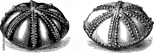 Vintage botanical sea urchin shell engraving study - 19th century natural illustration