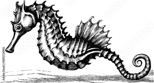 Vintage 19th century seahorse engraving - marine botanical specimen sketch for design
