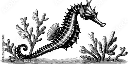 Vintage 19th-century seahorse botanical engraving for marine illustration