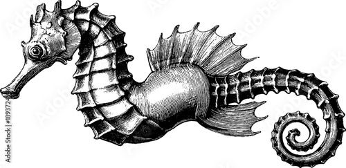 Vintage 19th century botanical seahorse engraving - marine specimen illustration