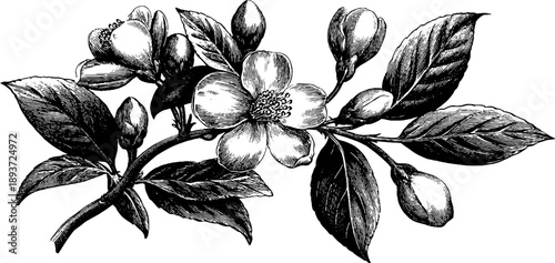 Vintage botanical engraving of blossom and leaves for decorative design