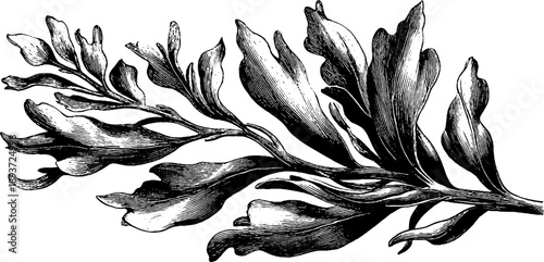 Vintage botanical seaweed illustration for design and decor