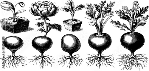 Vintage botanical seed germination stages illustration for educational poster design