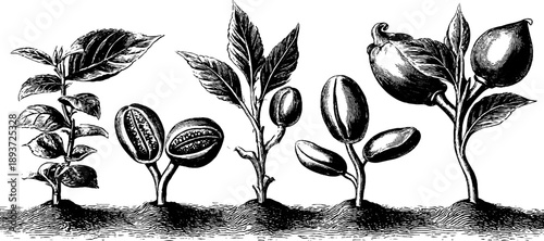 Botanical study of seed germination stages - vintage engraving for botanical illustration