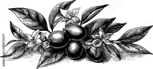 Vintage botanical engraving of seed storage with leaves and flowers for botanical reference