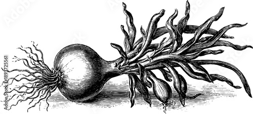 Vintage botanical study of shallot bulb - 19th century engraving for design and decor
