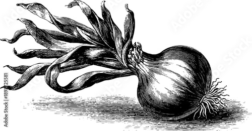 Vintage 19th century shallot bulb botanical study engraving for design